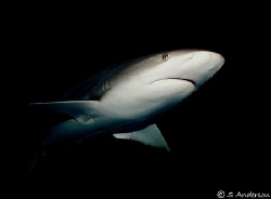 This image of a Caribbean Reef Shark was taken off Nassau... by Steven Anderson 